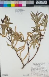 Salix laevigata image