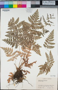 Polystichum aculeatum image