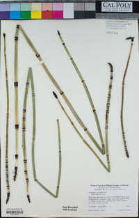 Equisetum × ferrissii image