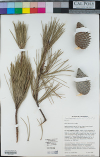 Pinus muricata image