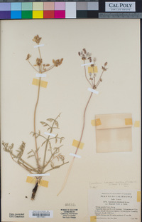 Lomatium hooveri image