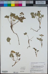 Lomatium parvifolium image