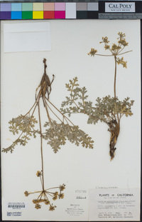 Lomatium parvifolium image