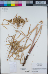 Lomatium suksdorfii image