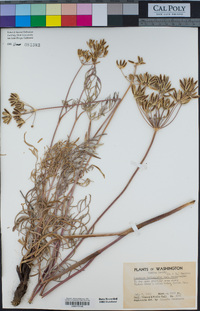 Lomatium triternatum image