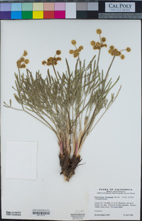 Lomatium triternatum image