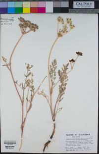 Lomatium utriculatum image