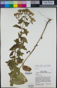 Stevia ovata image