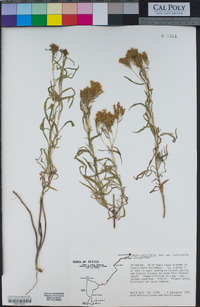Stevia salicifolia var. salicifolia image