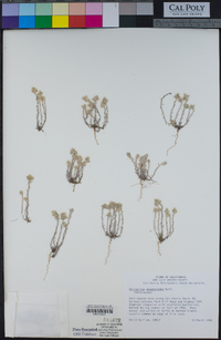 Stylocline gnaphaloides image