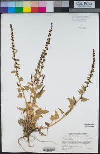 Chenopodium capitatum image