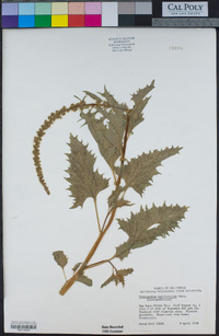 Chenopodium californicum image