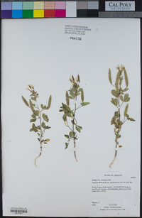 Polanisia dodecandra subsp. trachysperma image