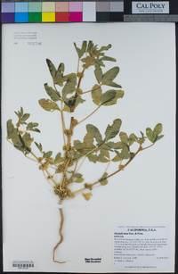 Oxystylis lutea image