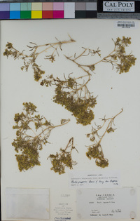 Pectis papposa var. papposa image