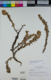 Isocoma menziesii var. sedoides image