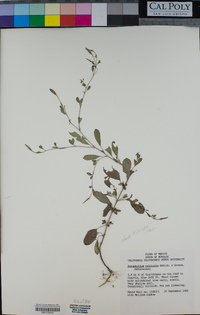 Porophyllum calcicola image