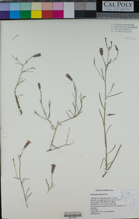 Porophyllum gracile image