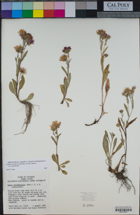 Symphyotrichum spathulatum image