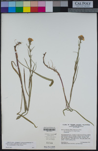 Symphyotrichum spathulatum image