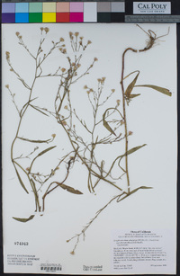 Symphyotrichum subulatum var. parviflorum image