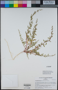 Chenopodium littoreum image