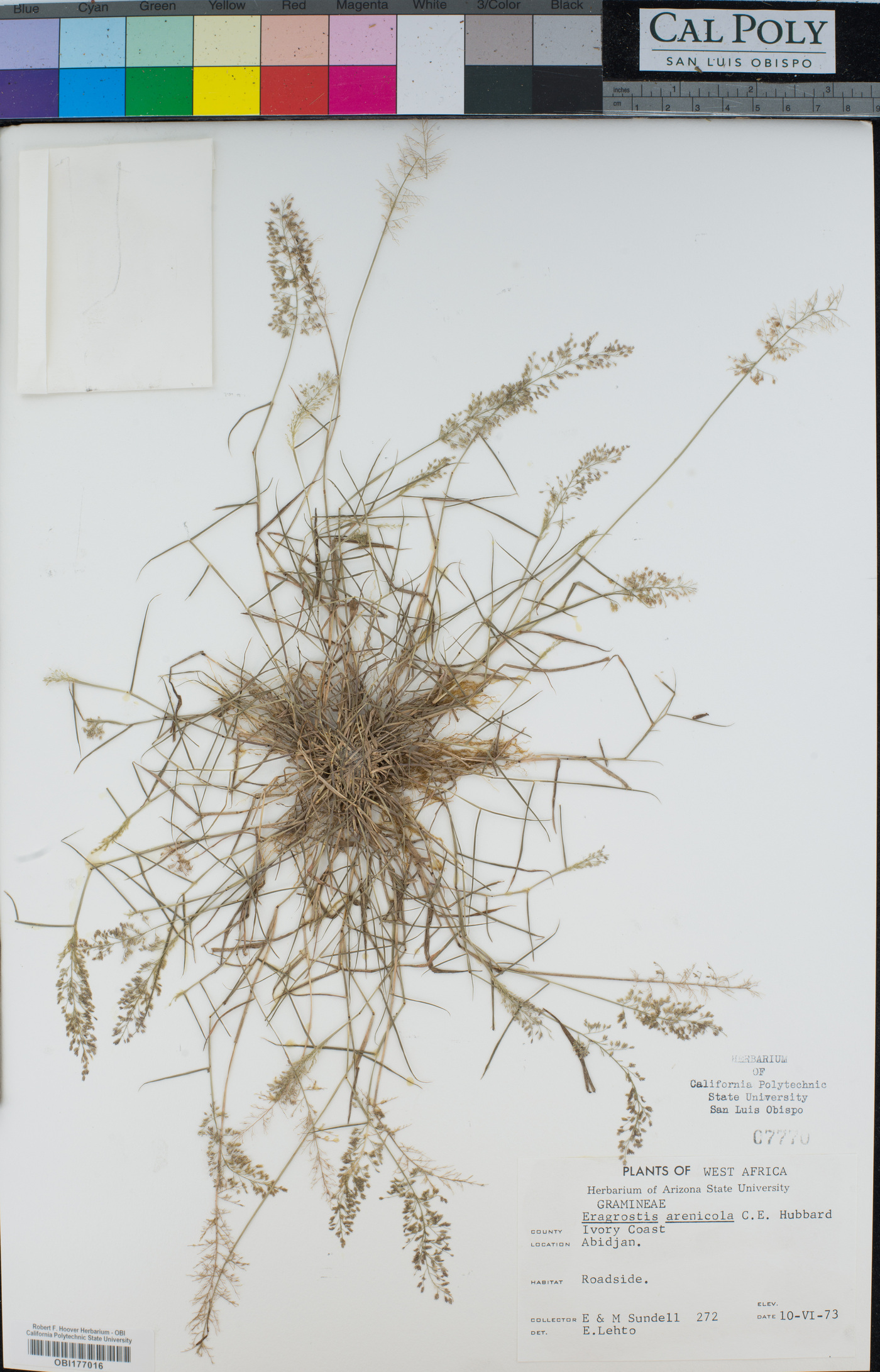 Eragrostis arenicola image