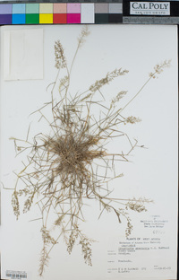 Image of Eragrostis arenicola