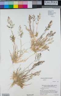 Eragrostis barrelieri image