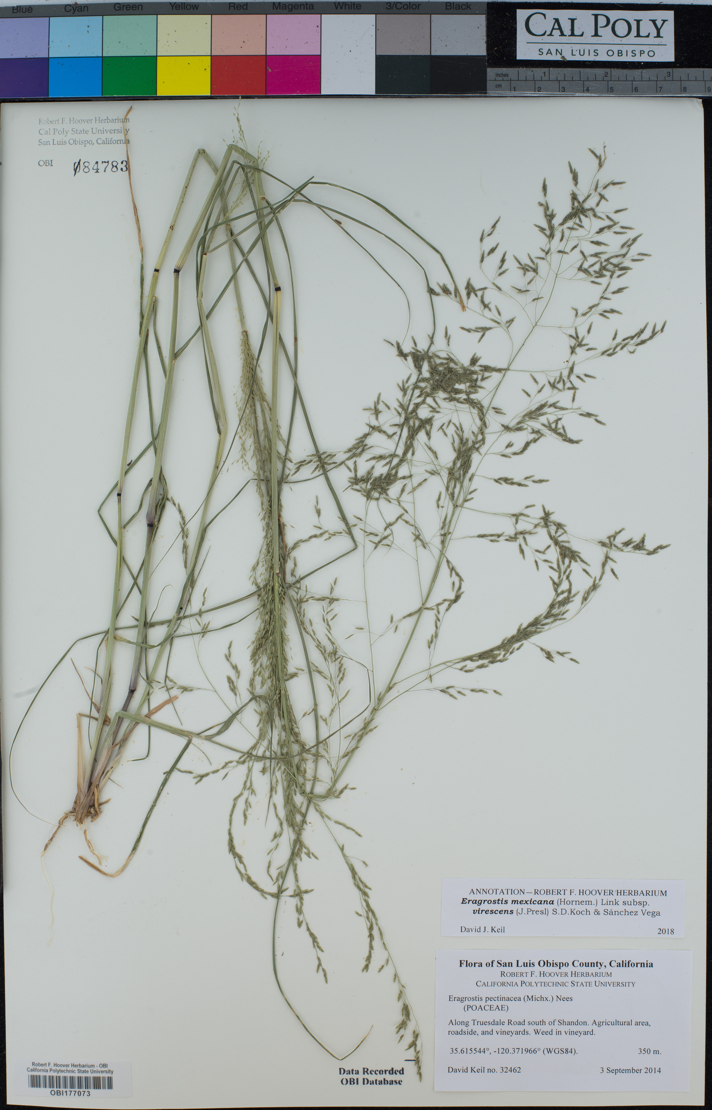 Eragrostis mexicana subsp. virescens image