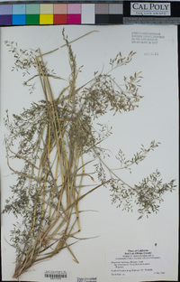 Eragrostis mexicana image