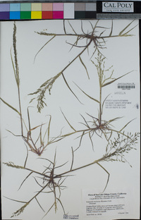 Eragrostis mexicana image