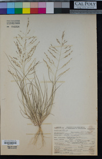 Eragrostis pilosa image