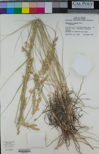 Eragrostis superba image