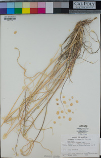 Eragrostis superba image