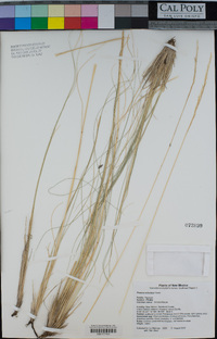 Image of Festuca arizonica