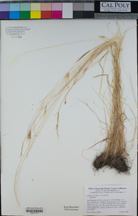 Festuca bromoides image