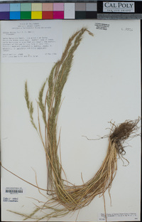 Festuca bromoides image