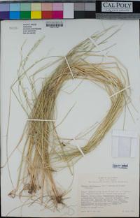 Festuca bromoides image