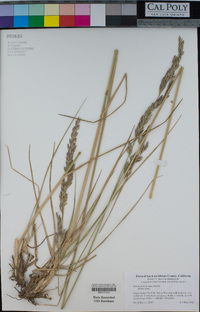 Festuca arundinacea image