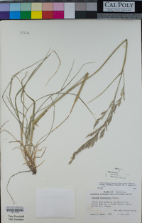 Lolium arundinaceum image