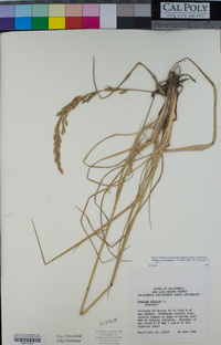 Lolium arundinaceum image