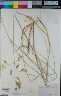 Festuca altaica image