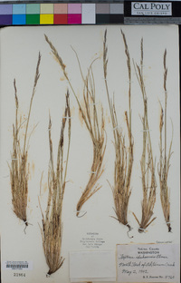 Festuca idahoensis image