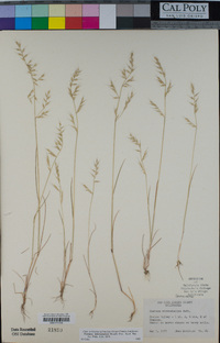 Vulpia microstachys image