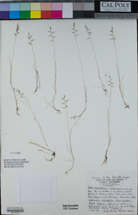 Vulpia microstachys image