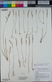 Vulpia microstachys var. microstachys image