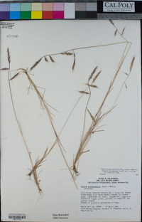 Vulpia microstachys image