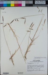 Festuca microstachys image