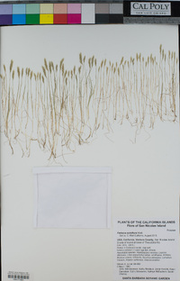 Festuca octoflora image